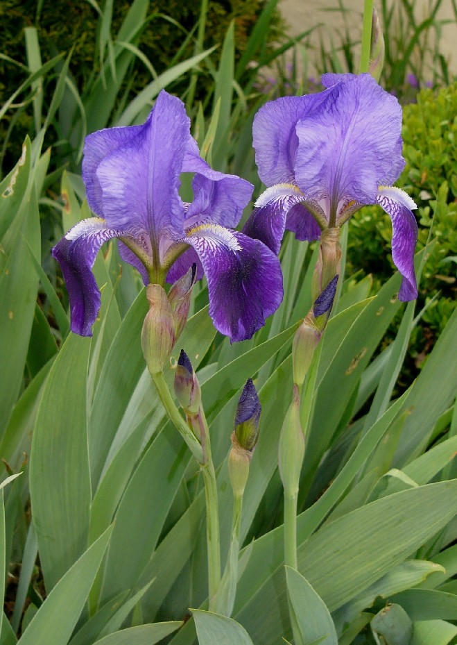 Iris X Germanica