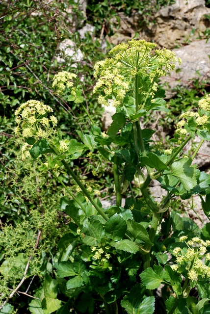 Smyrnium Olusatrum